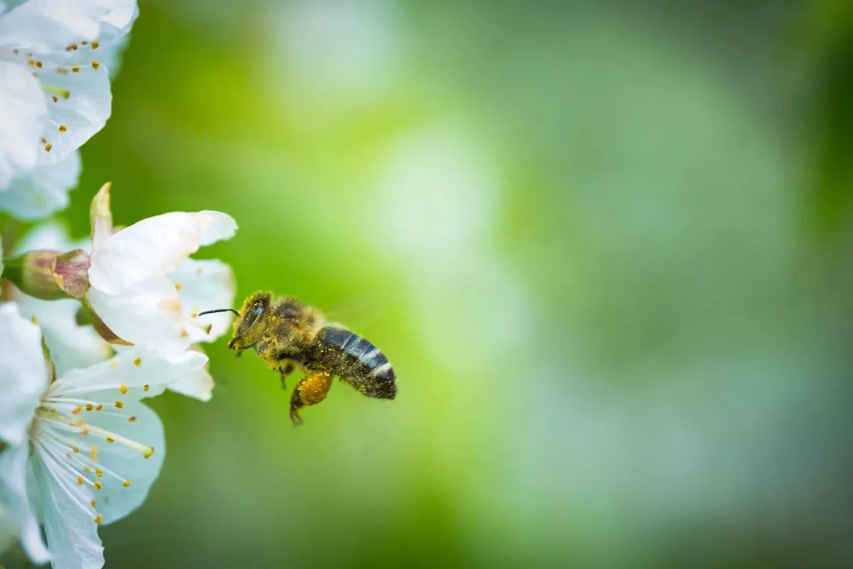 The key role of bees and how to live with them