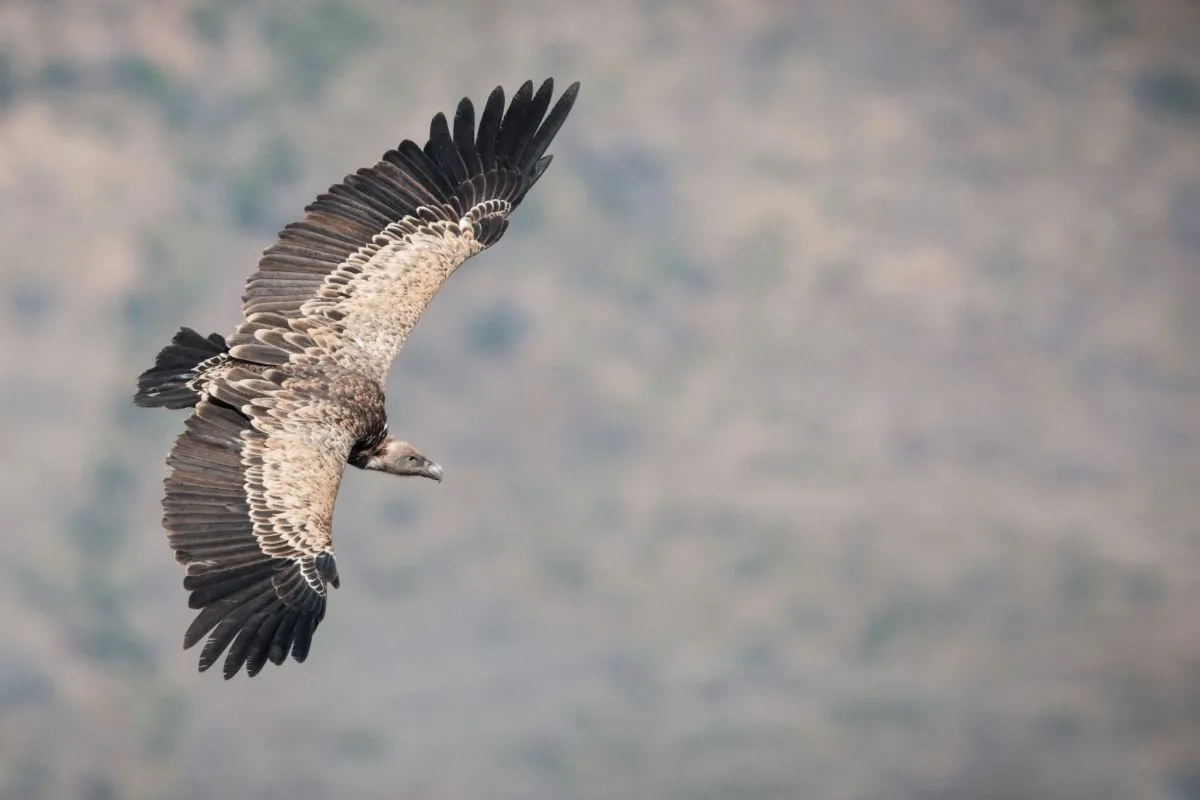 The astonishing heights of the brent goose: nature's high-flyer