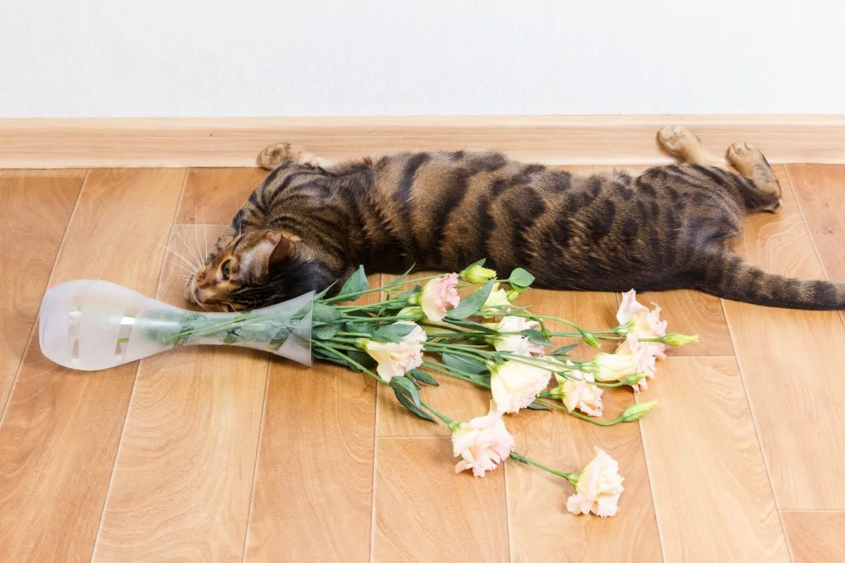Why do cats love dropping objects? A look at feline behavior