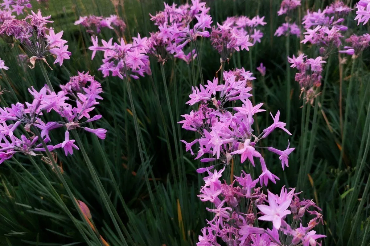 Gardening's future: Embracing drought-resistant plants
