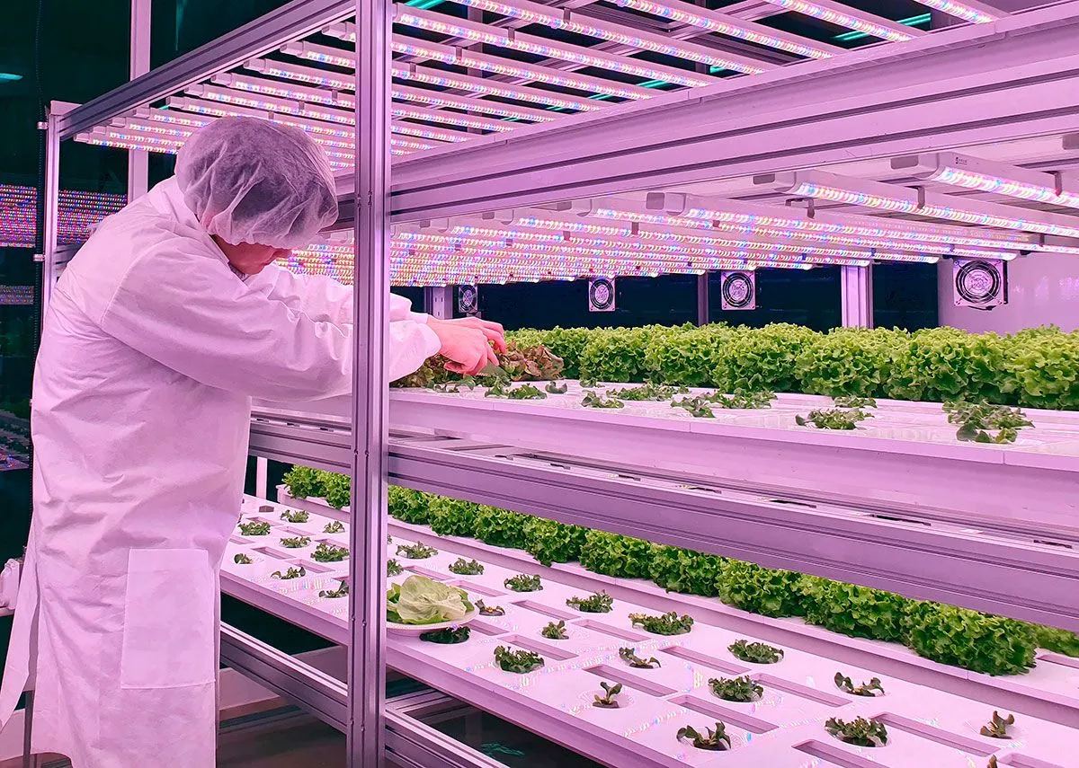 Japan's rising food prices spark homegrown solutions