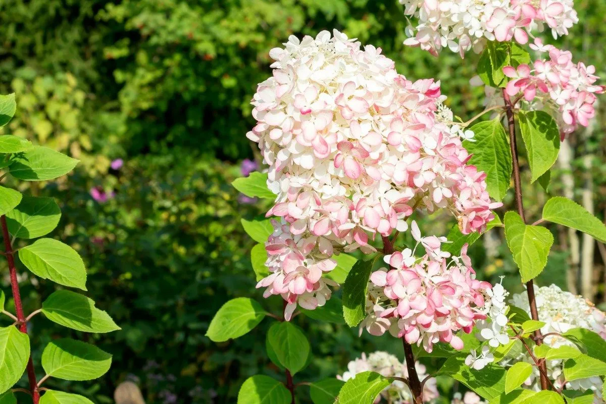 Unraveling the Mystery of Brown Spots on Hydrangeas