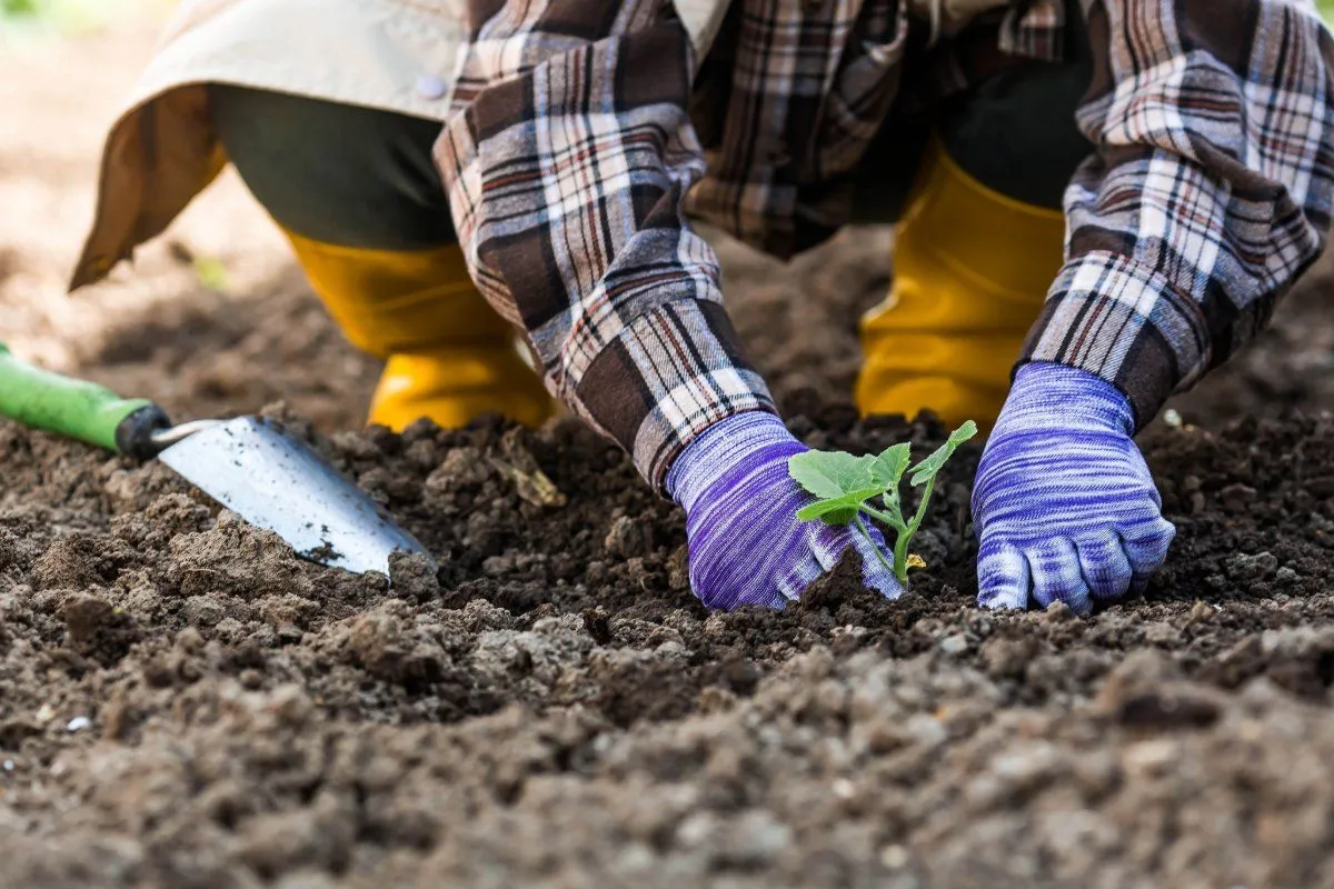 July: A key month for gardeners