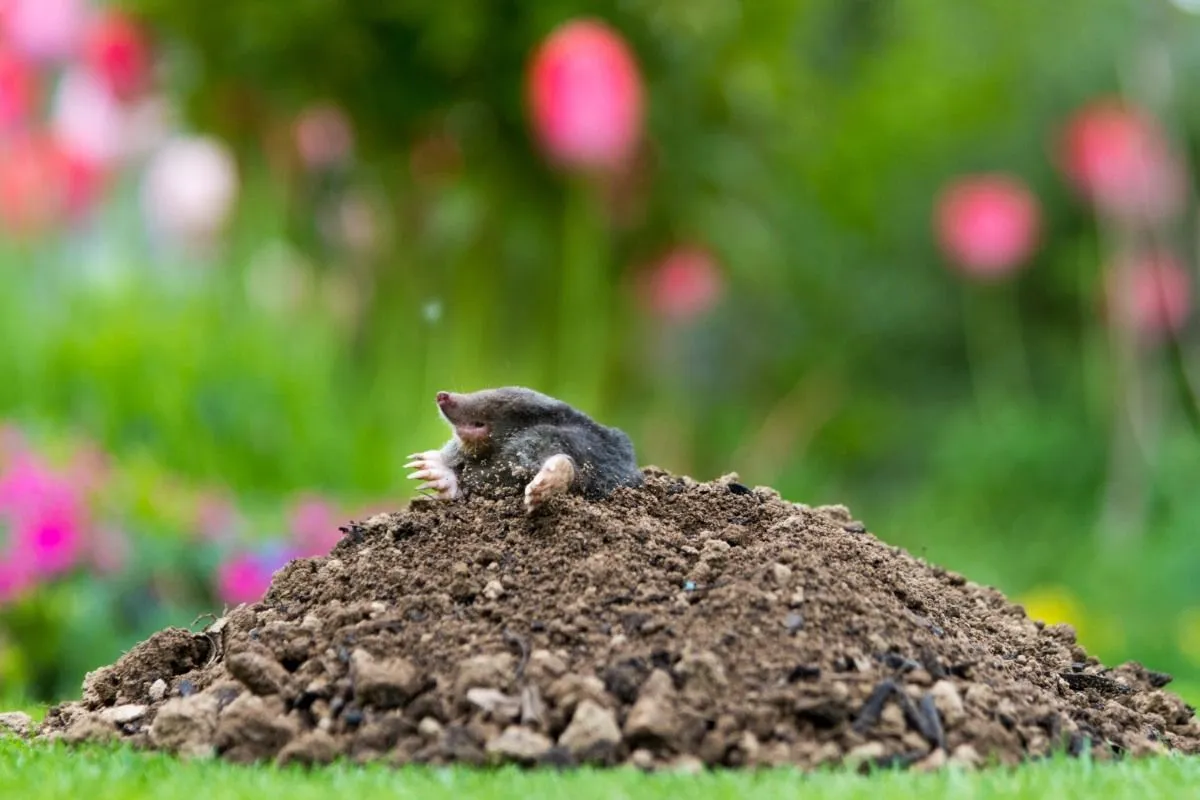 A natural way to keep moles away