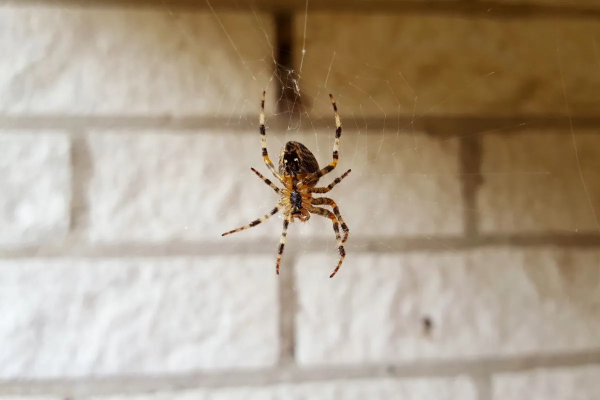 Living with spiders: unexpected allies in our homes